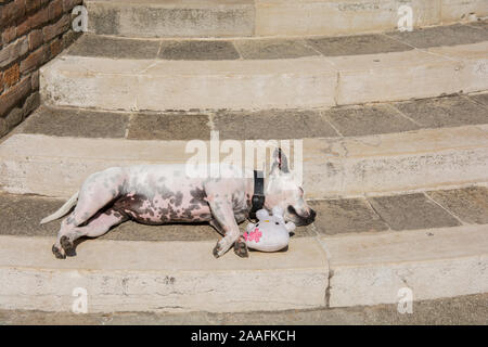 Divertente cane dorme con un fantoccio, su una scala nella città di Venezia, Italia Foto Stock
