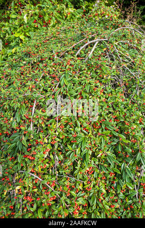 Cotoneaster Hybridus pendulus con luminosi di bacche rosse in autunno. Un arbusto sempreverde che ha pianto rami sviluppati come standard ed è completamente hardy Foto Stock