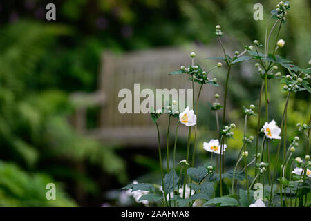 Anemone hybrida honorine jobert,bianco,fiore,fiori,bloom,blossom,perenne,tarda estate,autunno,RM Floral Foto Stock