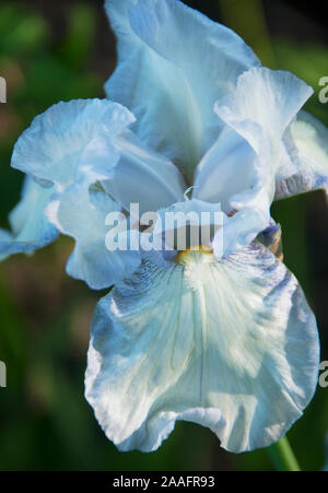 Iris "Jane Phillips Foto Stock