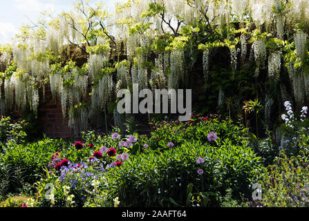 Una cascata di glicine bianco a Doddington Hall Foto Stock