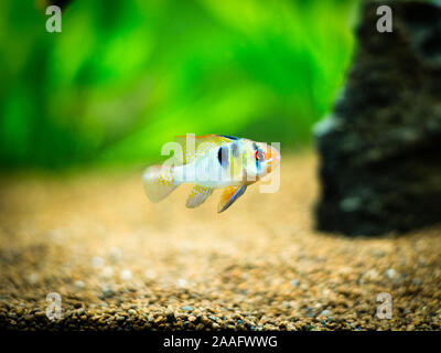 Ram cichlid (Mikrogeophagus ramirezi) in un serbatoio di pesci Foto Stock