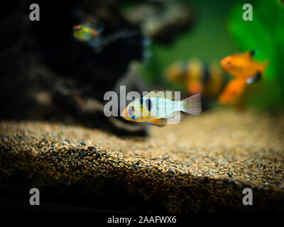 Ram cichlid (Mikrogeophagus ramirezi) in un serbatoio di pesci Foto Stock