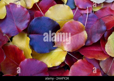 Pila vibranti di caduta foglie di acero Foto Stock