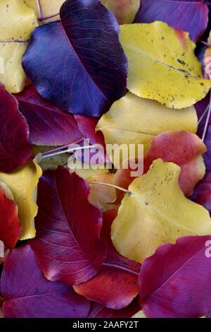 Closeup ritratto colorato e foglie di autunno Foto Stock