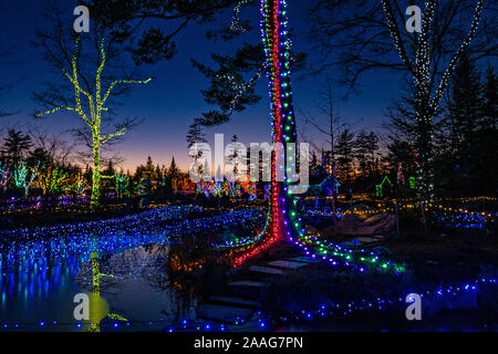 Boothbay Harbor, Stati Uniti. 21 Novembre, 2019. Migliaia di luci fairy decorano il paesaggio invernale durante i giardini accese festival presso il Maine Coastal Giardini Botanici in Boothbay Harbor, Maine. Il più grande giardino botanico in Nuova Inghilterra utilizza oltre 650.000 luci per la trasformazione di giardini congelati in uno spettacolo di luci festose e colori brillanti.Credit: Richard Ellis/Richard Ellis/Alamy Live News Foto Stock