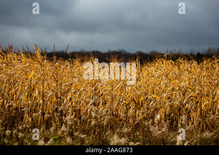 Golden filari di mais Wisconsin pronte per essere raccolte in novembre Foto Stock