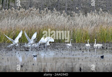 Jinan, la Cina della provincia dello Shandong. Xxi Nov, 2019. I cigni sono visti a Longhu wetland nel distretto di Tianqiao di Jinan, est della Cina di Provincia di Shandong, nov. 21, 2019. Credito: Zhang Rufeng/Xinhua/Alamy Live News Foto Stock