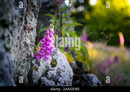 Digitalis purpurea, fiori viola, Beaujolais, Francia Foto Stock