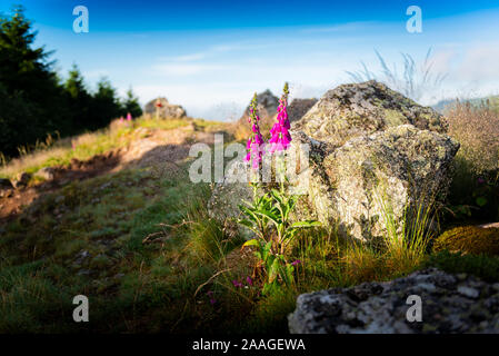 Digitalis purpurea, fiori viola, Beaujolais, Francia Foto Stock