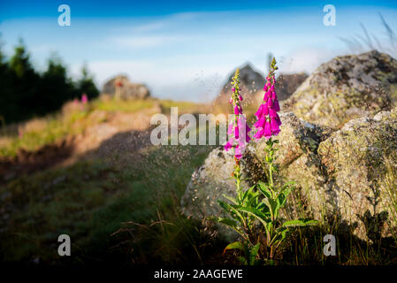 Digitalis purpurea, fiori viola, Beaujolais, Francia Foto Stock