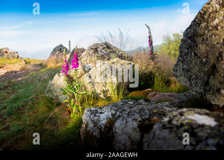 Digitalis purpurea, fiori viola, Beaujolais, Francia Foto Stock