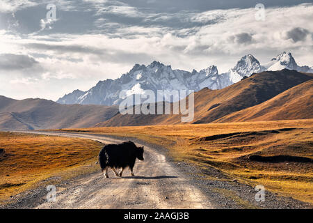 Yak nero attraversando la strada nella valle di montagna del Kirghizistan, in Asia centrale Foto Stock