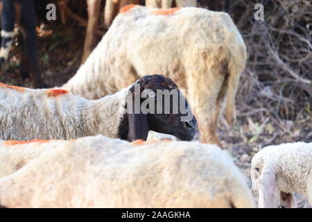 Pecore in natura sul prato. Agricoltura outdoor.Ritratto di famiglia pecore in fattoria Foto Stock