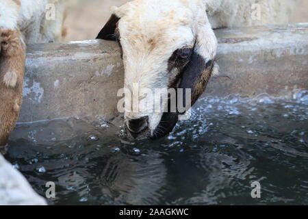 Si tratta di una pecora di bere acqua pulita.pecore acqua potabile Foto Stock