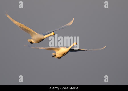 Singschwan (Cygnus cygnus) Rastvogel, Schwan, Singschwan, Livello, Voegel, Vogel, Whooper Swan, inverno, Zugvogel Foto Stock