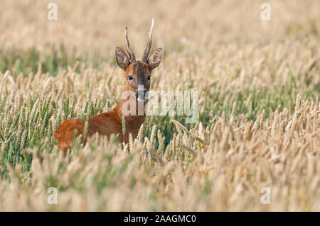 Junger Rehbock Getreidefeld im Foto Stock