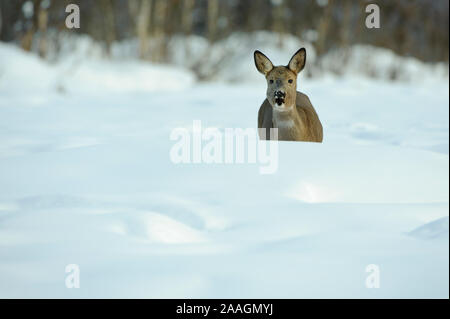 Rehe im Winter, Capreolus capreolus Foto Stock