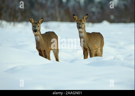 Rehe im Winter, Capreolus capreolus Foto Stock