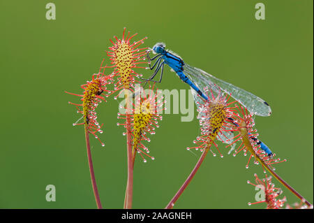 Hufeisen-Azurjungfer gefangen im Sonnentau Foto Stock