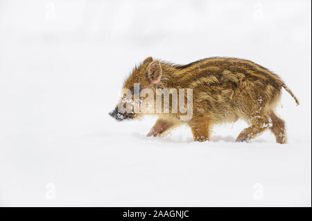 Wildschwein im Schnee, Frischling, inverno, Sus scrofa Foto Stock
