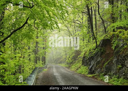 A trail through the spring deciduous forest in foggy, rainy weather. Foto Stock