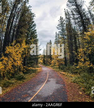 Curve su strada asfaltata nel bosco di pini in autunno presso il parco nazionale di Banff Foto Stock