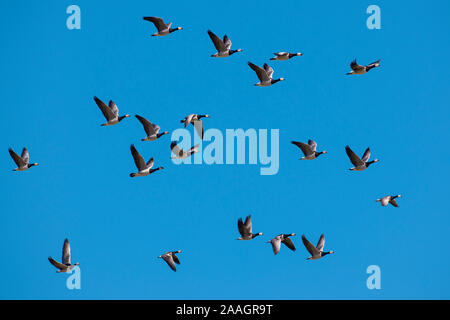 Weisswangengans, auch Nonnengans, im societé Flug, Gruppe, mehrere, Foto Stock