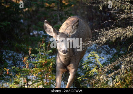 Bruna giovane femmina del cervo o capriolo in esecuzione nella foresta a parco nazionale Foto Stock
