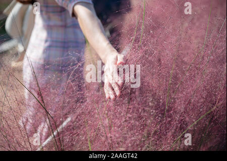 Donna mano toccando sul rosa erba muhly nel campo Foto Stock