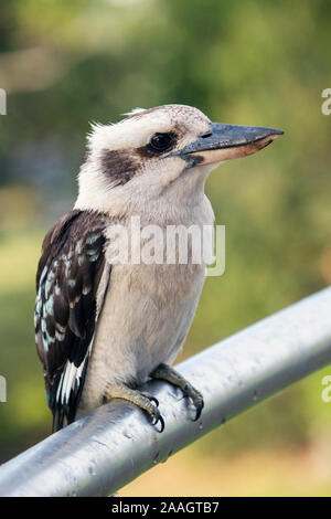 Ridendo kookaburra. Dacelo novaeguineae. Questo esempio, fotografato in Tasmania, Australia, è un uccello selvatico che arriva ogni giorno per una casa per ricevere Foto Stock