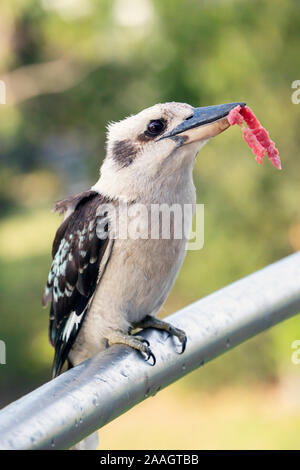 Ridendo kookaburra. Dacelo novaeguineae. Questo esempio, fotografato in Tasmania, Australia, è un uccello selvatico che arriva ogni giorno per una casa per ricevere Foto Stock