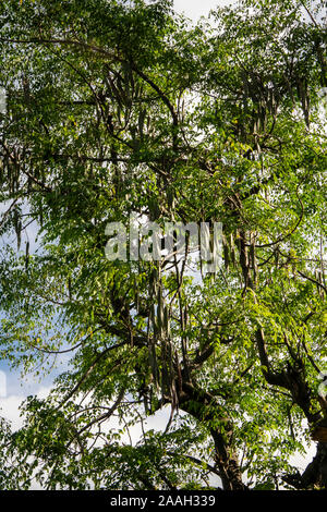 Etiopia, Sud Omo, Jinka, Yenegrew cucire Aari village, moringa stenopetala, comunemente noto come l africano Moringa o cabbage tree Foto Stock