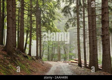 Percorso lungo l'abete rosso in misty meteo. Foto Stock