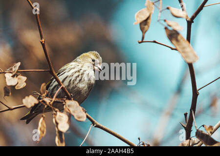 Sipelle eurasiatica nella foresta primaverile Foto Stock