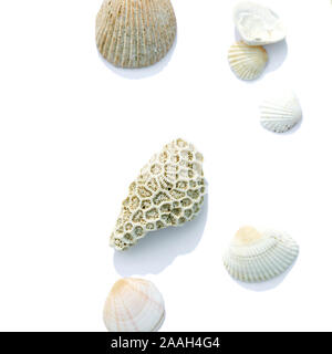 Essiccato, pietrificato corallo e conchiglia di mare isolato su uno sfondo bianco. Vista superiore, disposizione piatta. Foto Stock