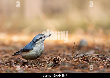 nuthatch si erge a terra al sole del mattino Foto Stock