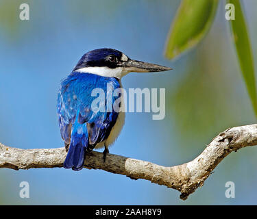 Waldeisvogel, Todiramphus macleayii, Kakadu NP, Territorio del Nord, Australien, Ausgust 2006 Foto Stock