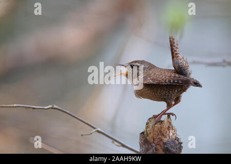 Maschio di Wren (Troglodytes troglodytes) nella stagione riproduttiva, la molla, l'Europa. Foto Stock