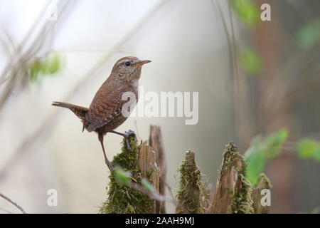 Maschio di Wren (Troglodytes troglodytes) nella stagione riproduttiva, la molla, l'Europa. Foto Stock