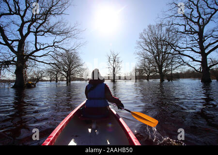 Quinta stagione canoismo viaggio in Soomaa National Park, donna in canoa con pagaia in barca a vela nella molla allagata foresta, Estonia Foto Stock