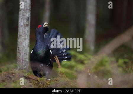 Capercaillie; Tetrao urogallus; maschio; Estonia, Europa Foto Stock