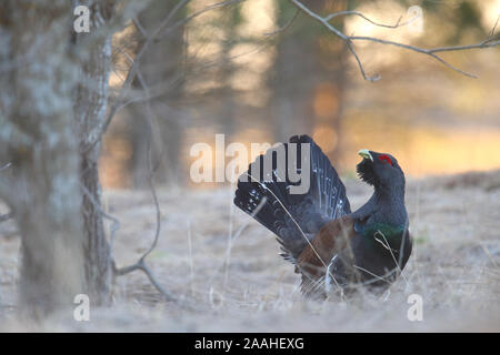 Capercaillie; Tetrao urogallus; maschio; Estonia, Europa Foto Stock