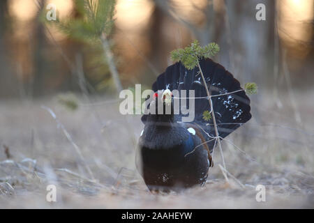 Capercaillie; Tetrao urogallus; maschio; Estonia, Europa Foto Stock
