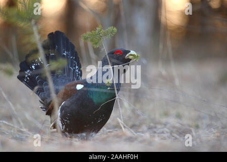 Capercaillie; Tetrao urogallus; maschio; Estonia, Europa Foto Stock