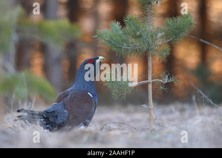 Capercaillie; Tetrao urogallus; maschio; Estonia, Europa Foto Stock