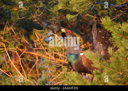 Capercaillie; Tetrao urogallus; maschio; Estonia, Europa Foto Stock