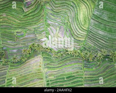 Vista aerea, palme tra terrazze di riso nelle highlands, Jatiluwih terrazze di riso, Bali, Indonesia Foto Stock