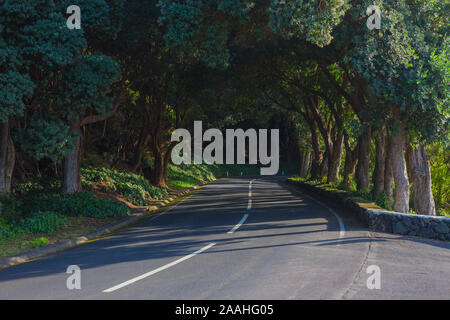 La strada nella foresta vicino Vigia das Baleias. Terceira, Azzorre. Portogallo Foto Stock