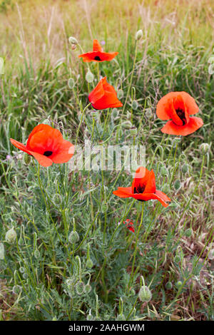 Scarlet papaveri che cresce su un prato estivo, close-up foto verticale con il fuoco selettivo Foto Stock